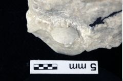 Foto (Detailansicht) von Decapoda indet. (NHMW-GEO-1990-0041-0375)